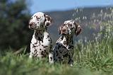 DALMATIEN 050